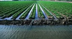  کشاورزی در تله «آب مجازی»