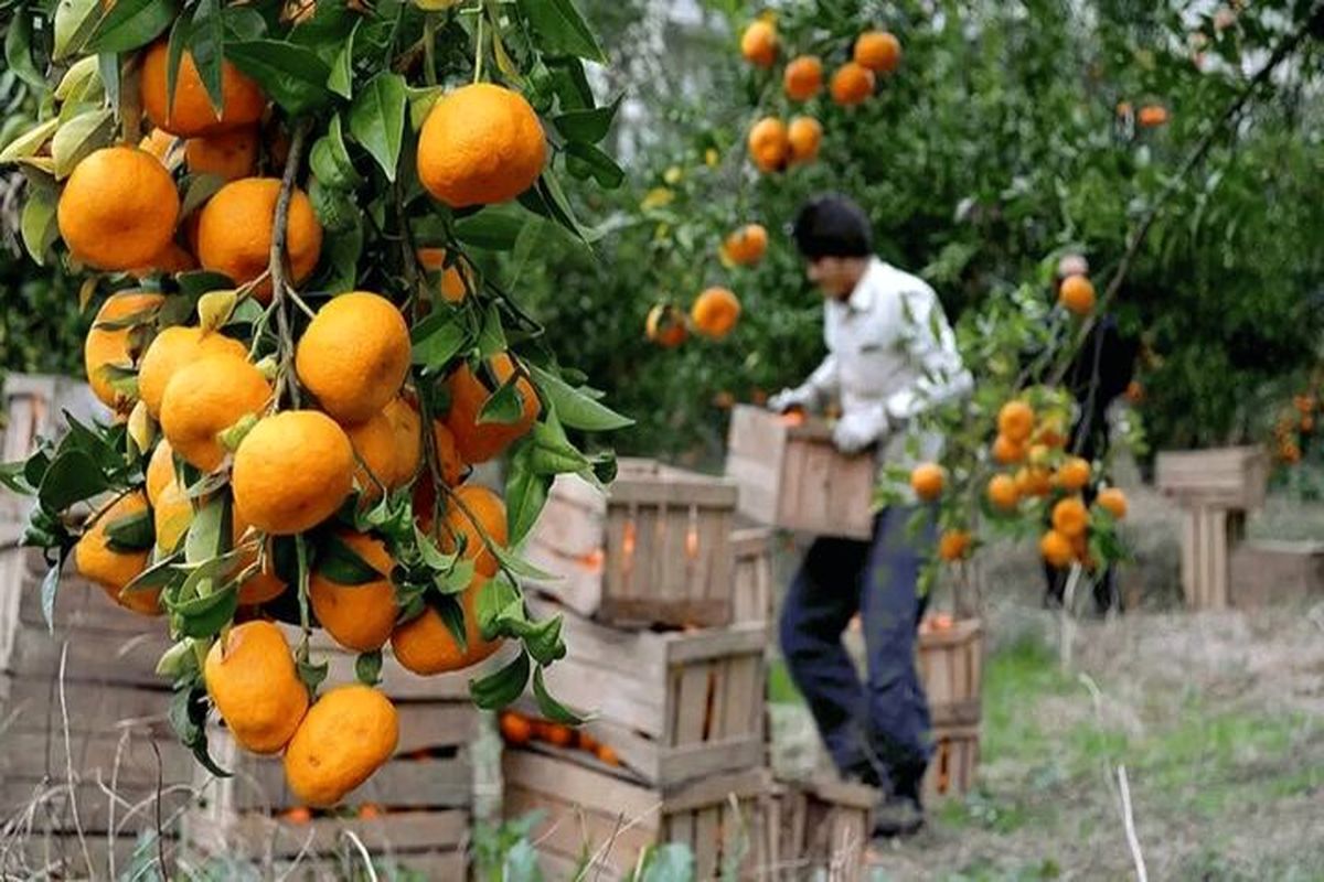 چین متقاضی مرکبات مازندران است