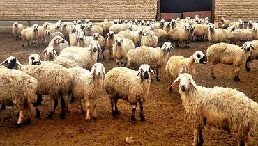 قیمت دام زنده امروز شنبه ۵ مهر ۱۴۰۴ + جدول