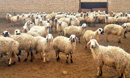 قیمت دام زنده امروز ۵ مهر ۱۴۰۴ + جدول