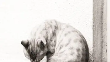 قصه مهم است نه چه بودنش...