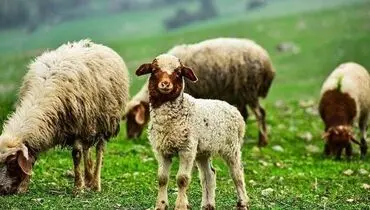 قیمت دام زنده امروز شنبه ۲۶ مهر ۱۴۰۴ + جدول