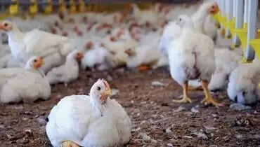 آنتی بیوتیک طبیعی برای طیور در ایران ساخته شد