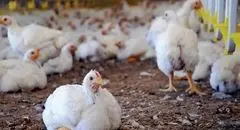 راهکاری طبیعی  برای مقابله با سالمونلا کشف شد