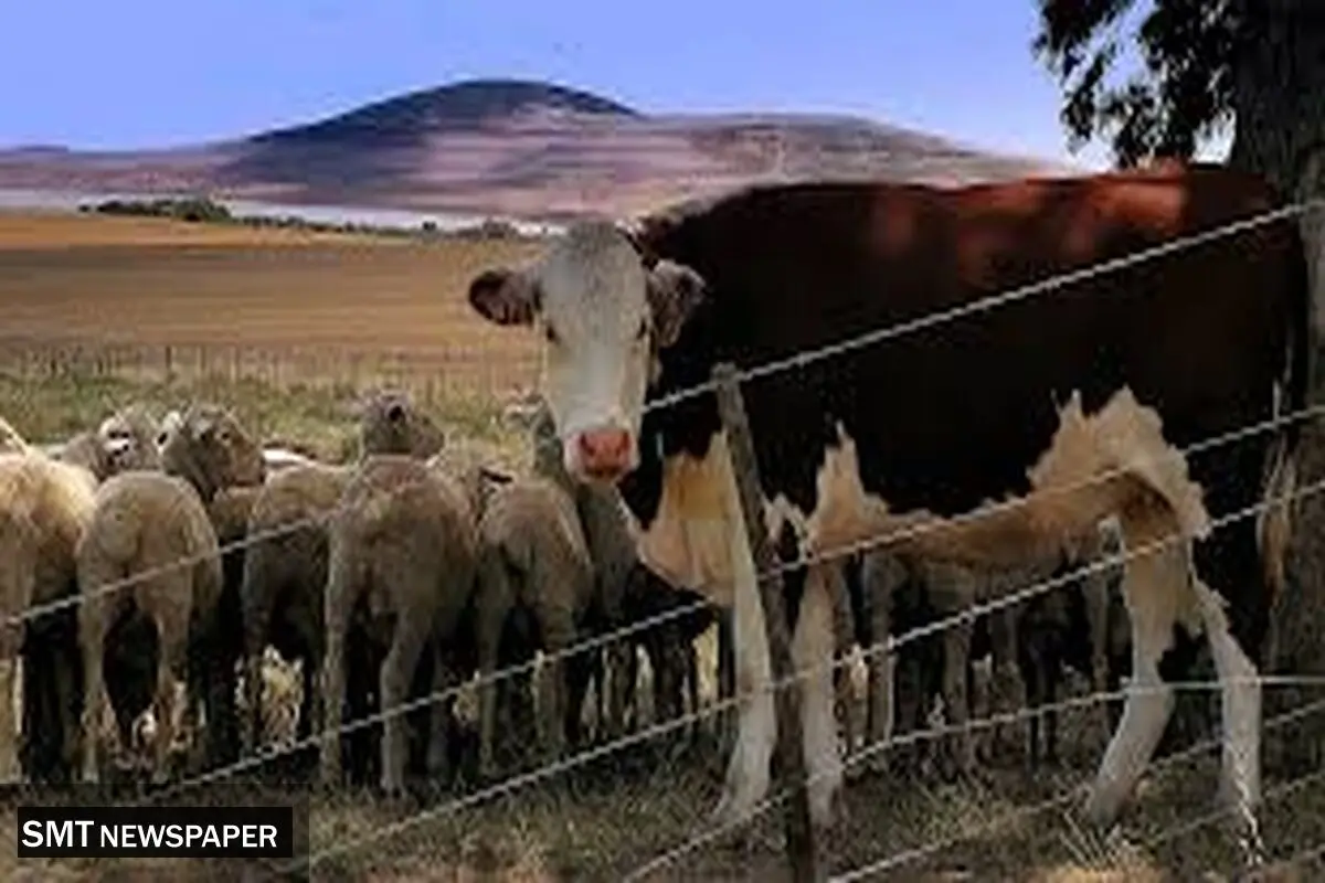 قیمت دام زنده شنبه ۲۱ تیر ۱۴۰۴ + جدول