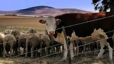 قیمت دام زنده شنبه ۲۱ تیر ۱۴۰۴ + جدول