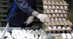 «شانه» گران‌تر از تخم‌مرغ