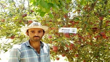 زمان مناسب سمپاشی درخت سیب