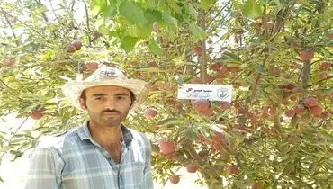 زمان مناسب سمپاشی درخت سیب