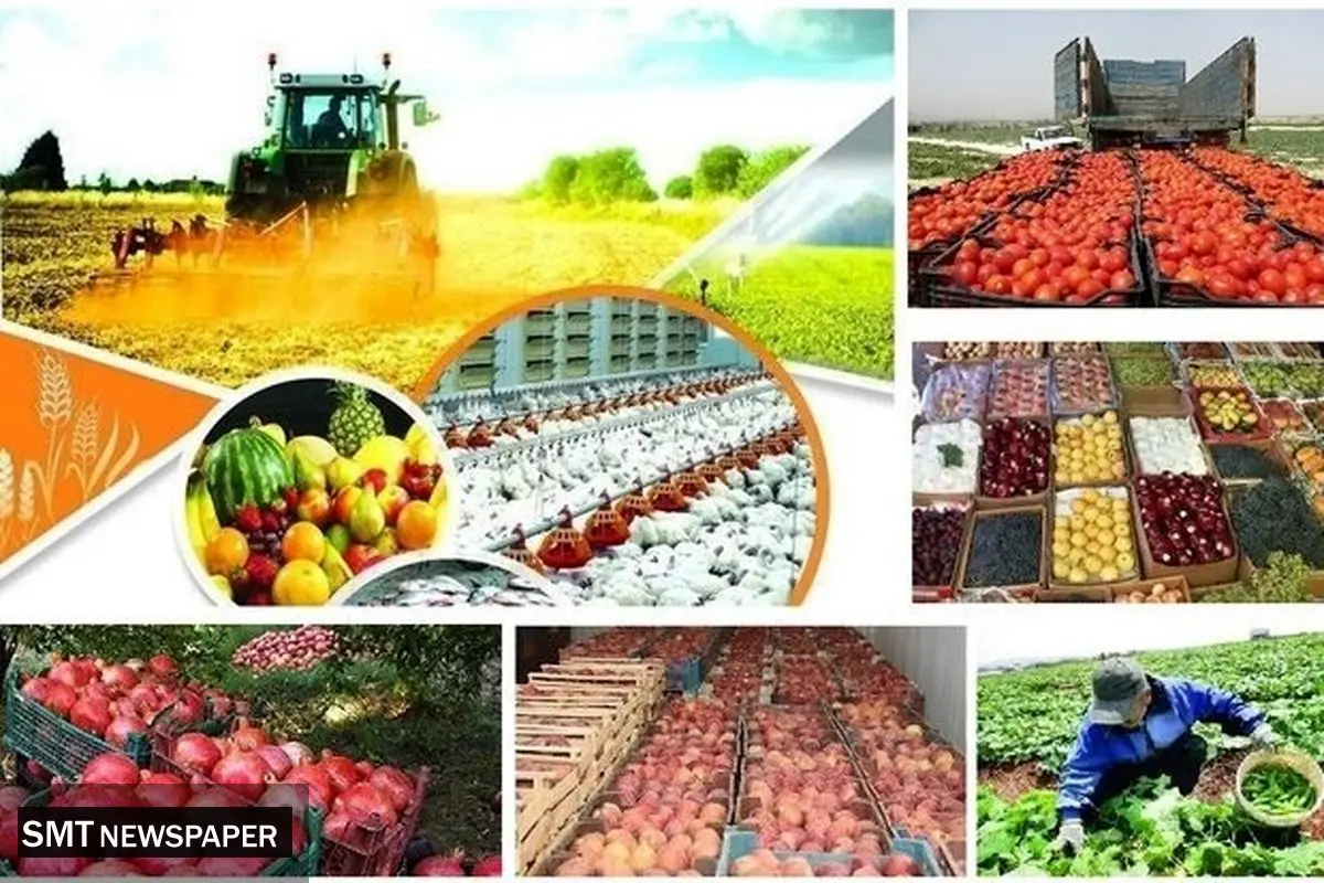 استراتژی تولید و صادرات نداریم