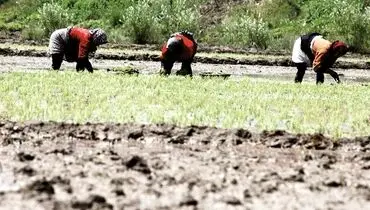 برنجکاری در خشکسالی