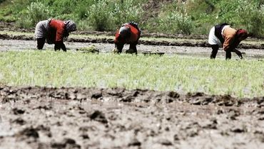برنجکاری در خشکسالی
