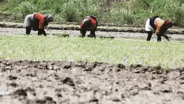 برنجکاری در خشکسالی