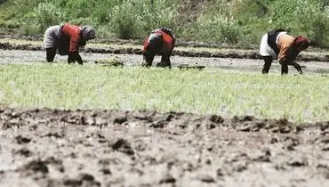 برنجکاری در خشکسالی
