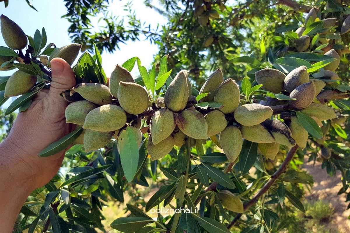 آیا نهال بادام خودگرده‌افشان است؟