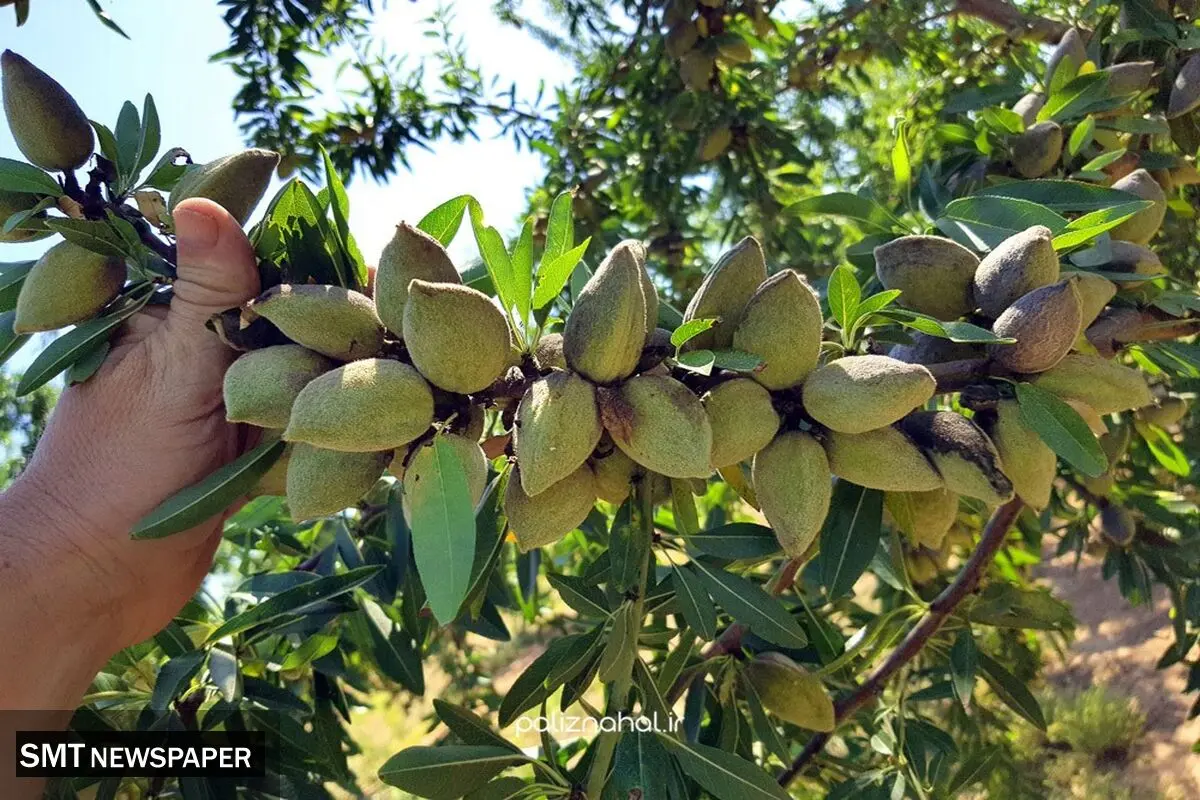 آیا نهال بادام خودگرده‌افشان است؟