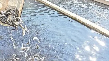 کمبود بچه‌ماهی در قطب آبزی‌پروری کشور