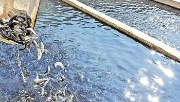 کمبود بچه‌ماهی در قطب آبزی‌پروری کشور