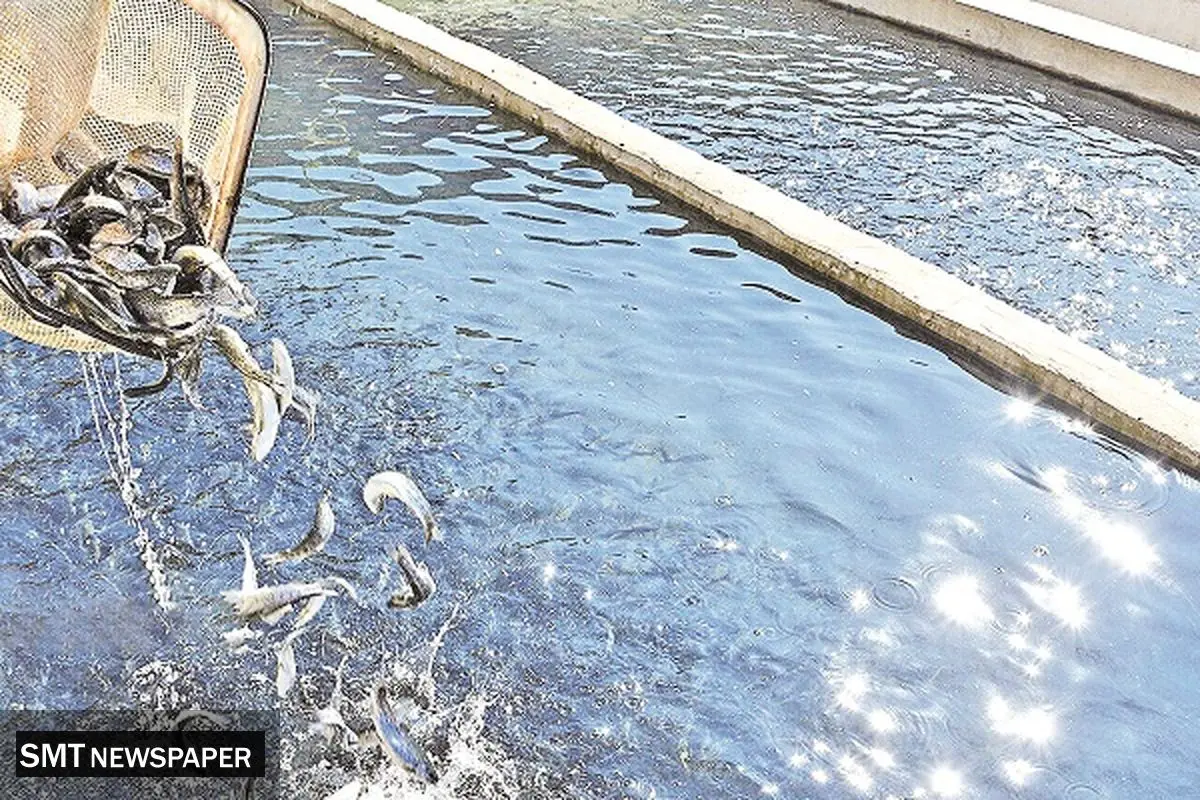 کمبود بچهماهی در قطب آبزیپروری کشور