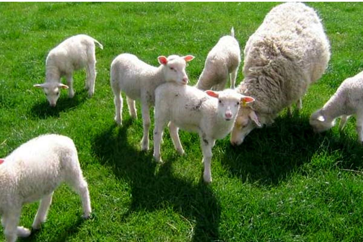 گوسفند زنده را از چه مرکز معتبری تهیه کنیم ؟