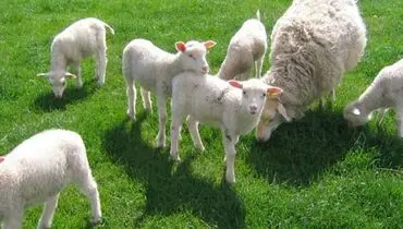 گوسفند زنده را از چه مرکز معتبری تهیه کنیم ؟