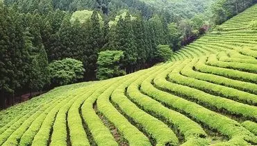 رفت‌وآمد بار چای آغاز شد