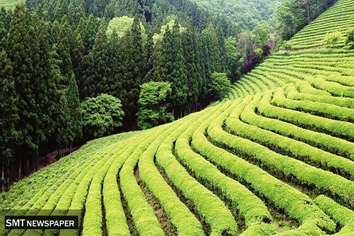 رفتوآمد بار چای آغاز شد