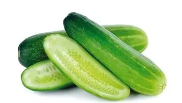 شرایط مناسب برای کشت بذر خیار