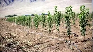 طرح کاشت یک میلیارد درخت ارزش زیست‌محیطی ندارد