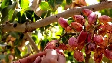 کام تلخ پسته خندان
