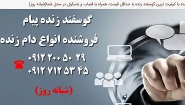 عرضه و فروش انواع گوسفند زنده در تهران با قیمت روز کشتارگاه