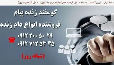 عرضه و فروش انواع گوسفند زنده در تهران با قیمت روز کشتارگاه