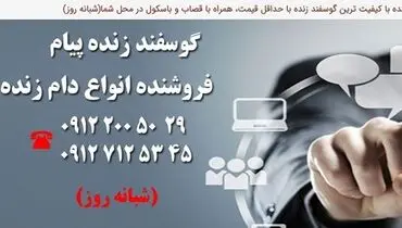 عرضه و فروش انواع گوسفند زنده در تهران با قیمت روز کشتارگاه