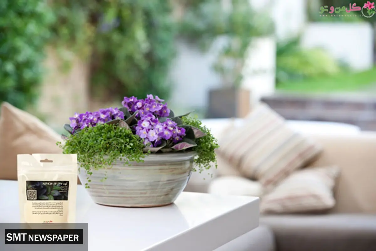 چطور کود مناسب برای گیاهان آپارتمانی انتخاب کنیم؟