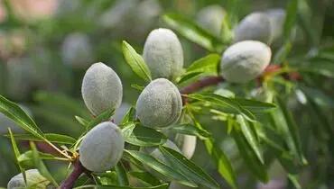 نحوه افزایش محصول درخت بادام