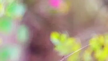 دنیای بزرگ کوچک‌ها
