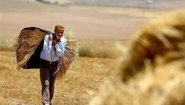 افت چشمگیر تولید بخش کشاورزی
