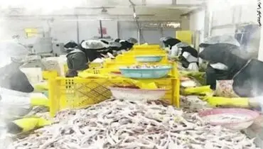 از جایگزینی مرغ برای فقرا تا جایزه سگ اغنیا!