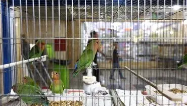 شهر قشنگ پرندگان