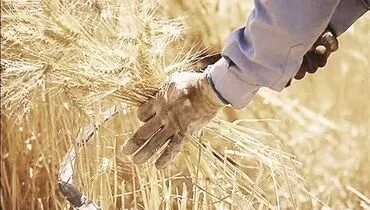 پرونده نرخ گندم در راهروهای «تجدیدنظر»