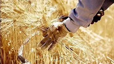 پرونده نرخ گندم در راهروهای «تجدیدنظر»