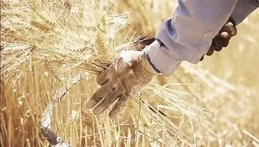 پرونده نرخ گندم در راهروهای «تجدیدنظر»
