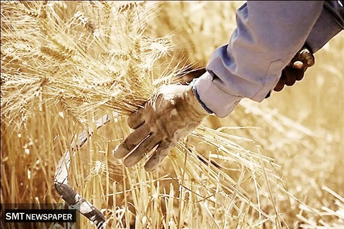 پرونده نرخ گندم در راهروهای «تجدیدنظر»