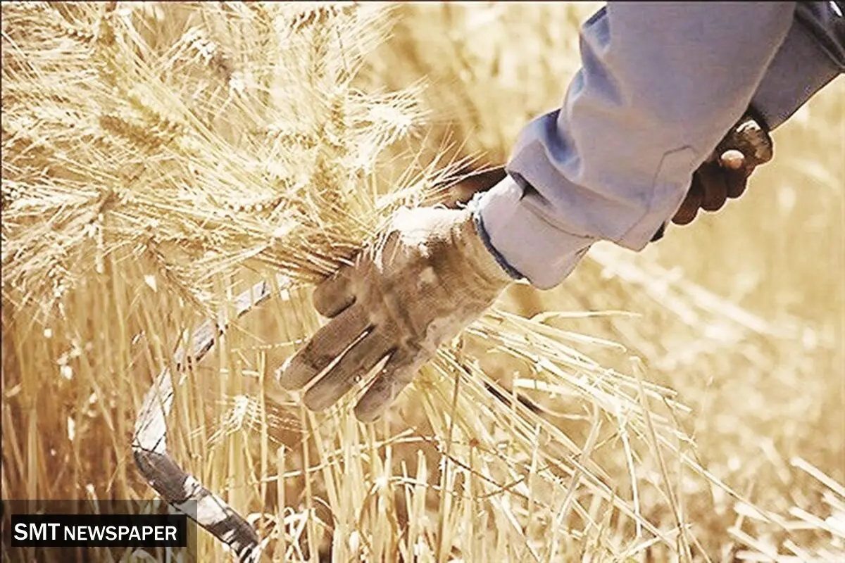 پرونده نرخ گندم در راهروهای «تجدیدنظر»