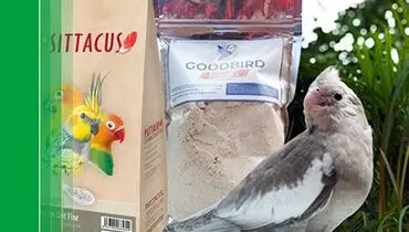 فروشگاه تهران طوطی مخصوص طوطی سانان