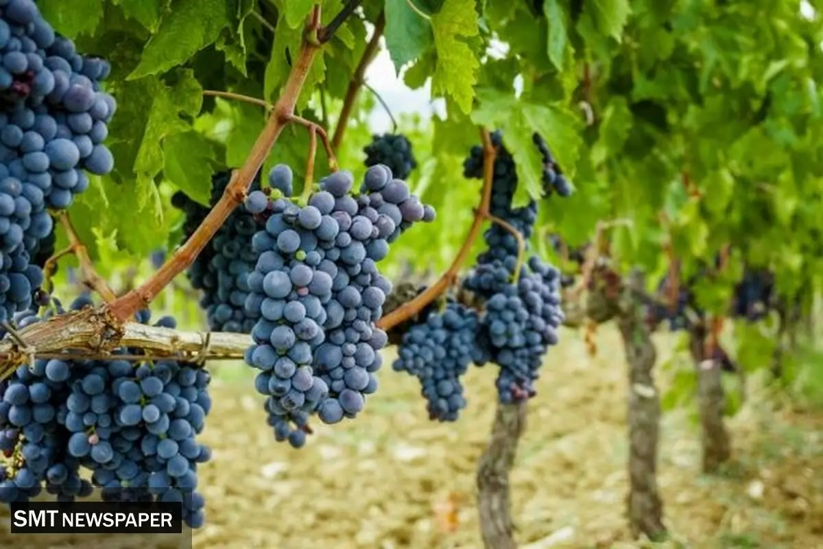 سمنان، استانی بی‌تاجر