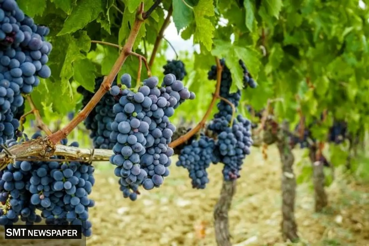 سمنان، استانی بیتاجر