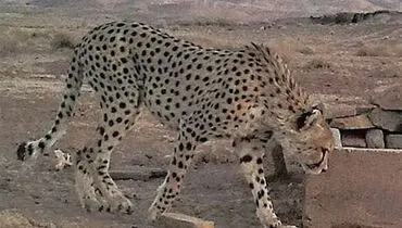 احتمال بارداری «ایران» بالاست + عکس