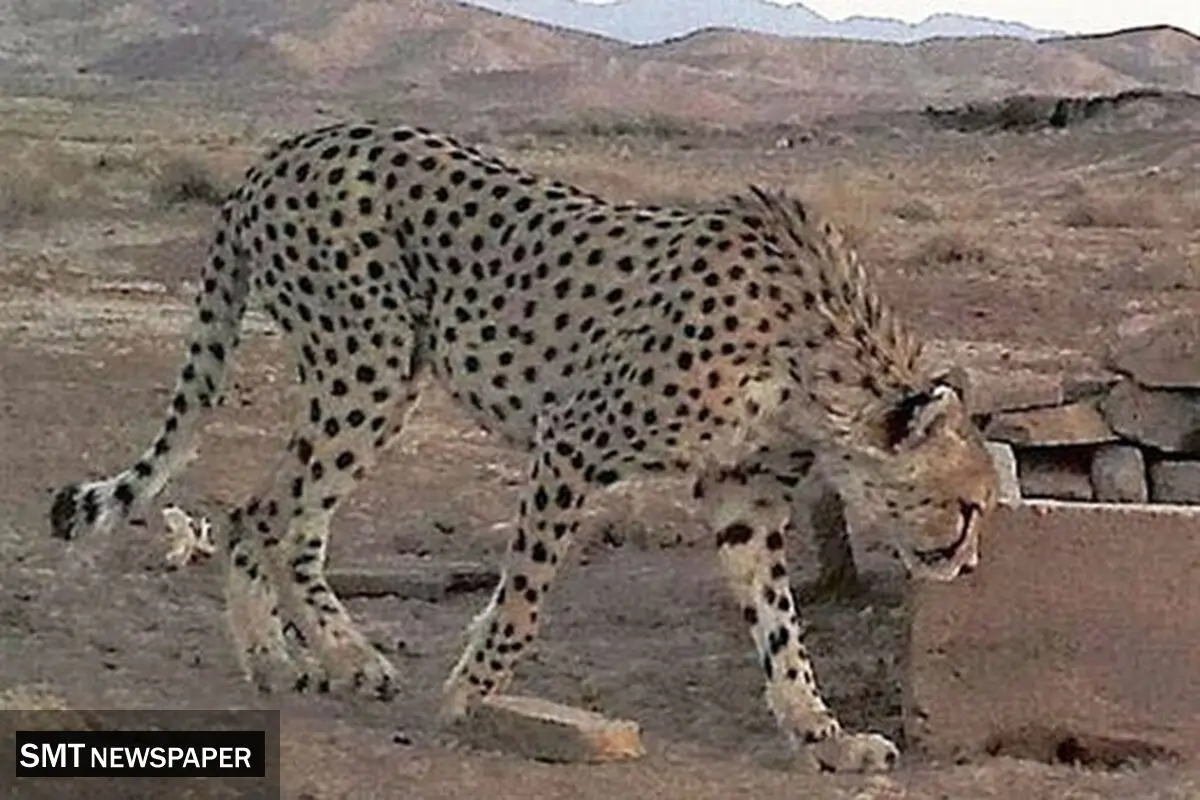 احتمال بارداری «ایران» بالاست + عکس