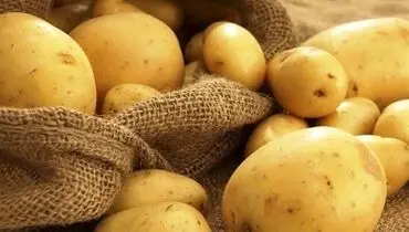 استفاده از کودهای ارگانیک، کلید نجات بازگشت محصولات صادراتی؟!